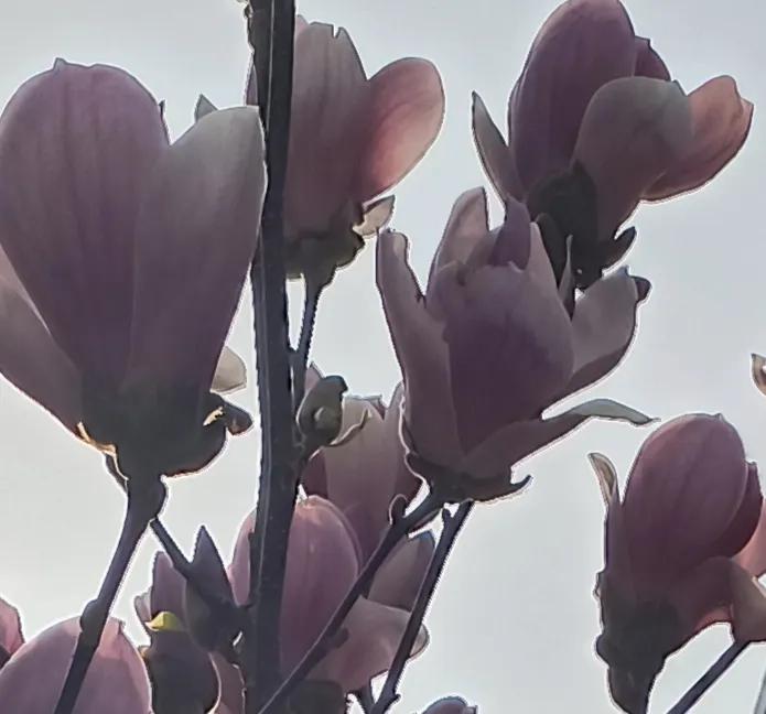 老叔头拍摄的花，和朋友们一起分享！