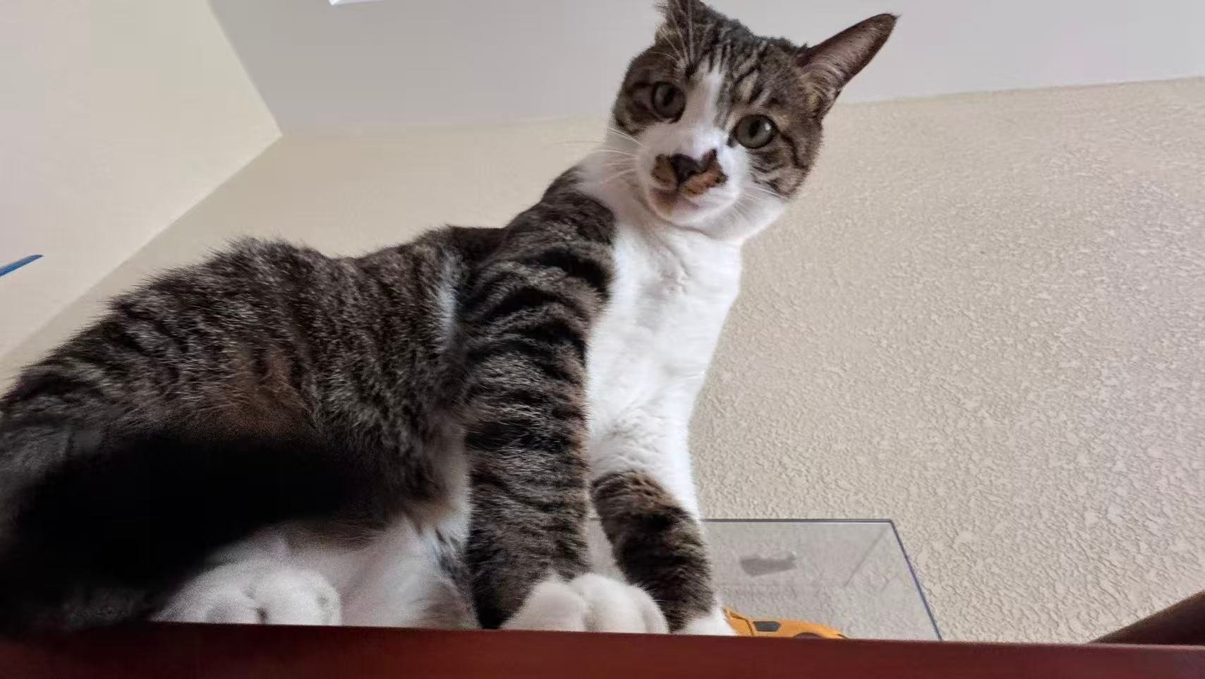 签到签到签到小猫睡觉，大家一起睡觉           