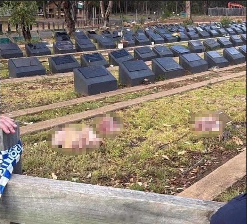 在悉尼邦迪枪击案发生的现场附近，有人将猪头扔在了穆斯林的墓地上。何天恩澳大利亚海