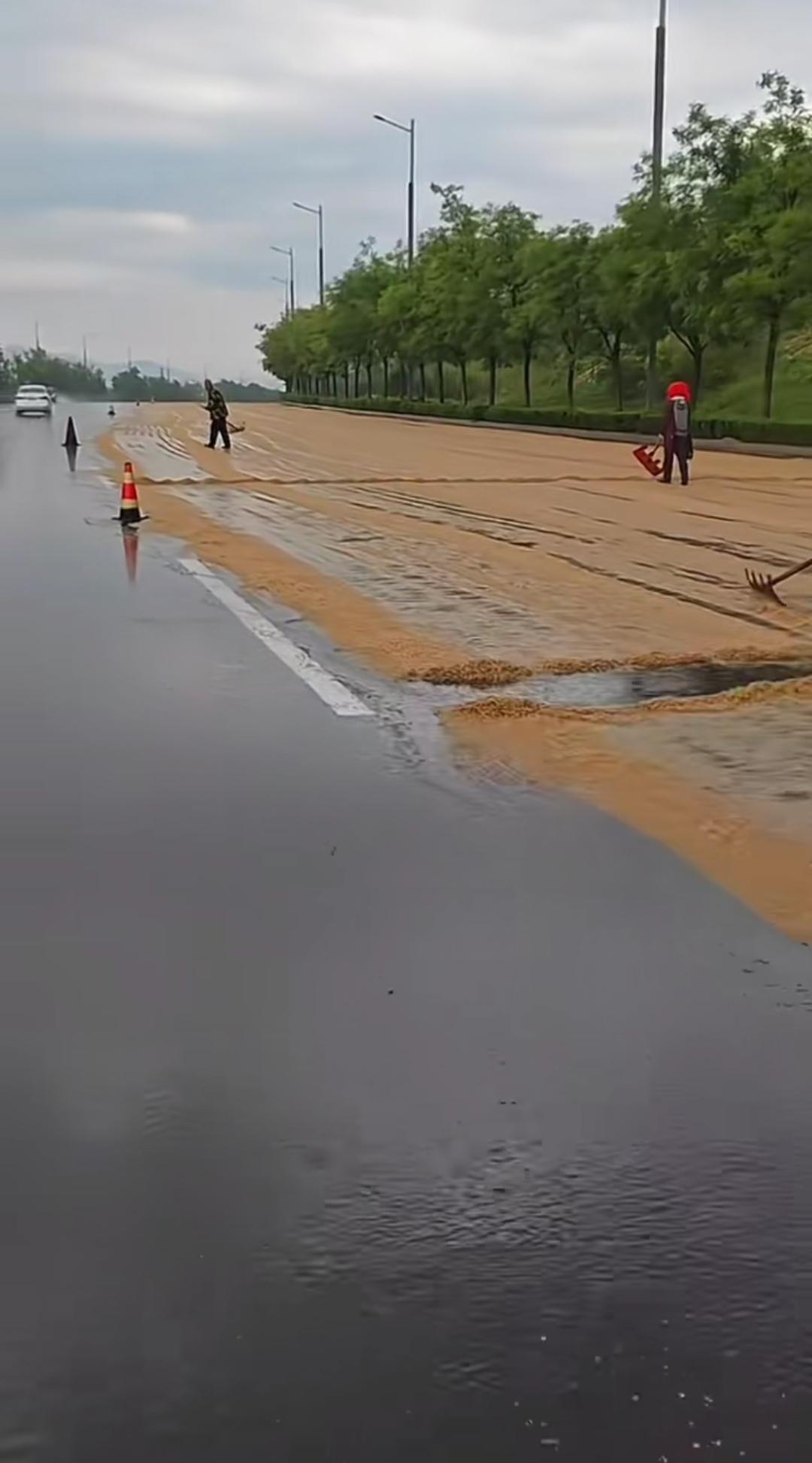 公路上晒粮，突逢大雨，这下可难收咯！
马路晒粮图一时畅快，一场大雨让一切泡汤！公