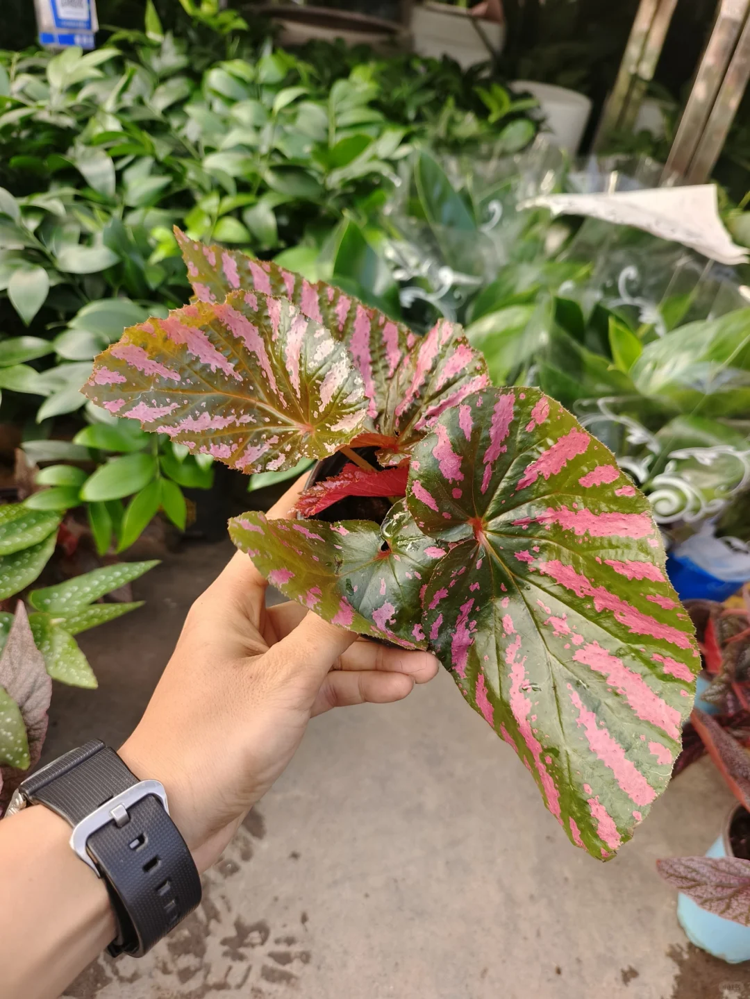 秋海棠到新啦🧡乌鲁木齐绿植