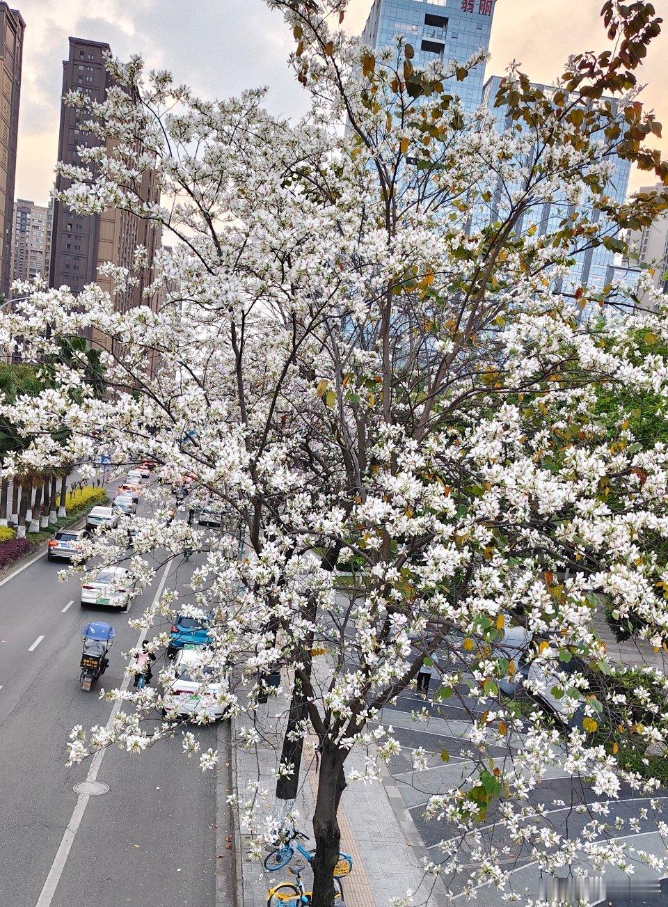第一次见这个花，好像是叫白花洋紫荆。整条路上都是。 