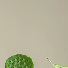 善待别人，是一种优秀的品德，善待自己，是一种优雅的力量。顺境时，想着去善待他人，