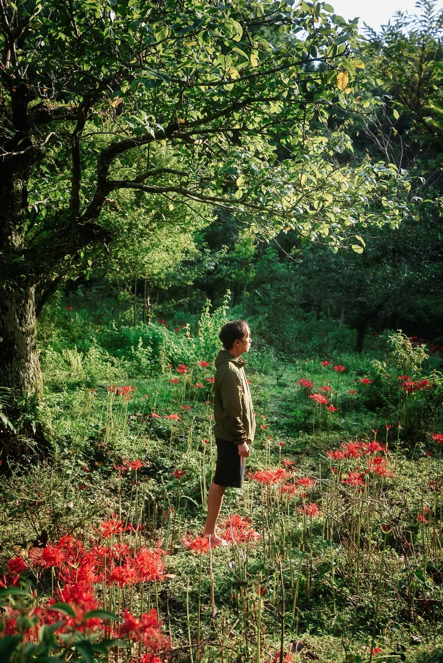 罗定风车山隐秘角落的彼岸花开得正盛 |光活着是不够的，还需要阳光与自由...