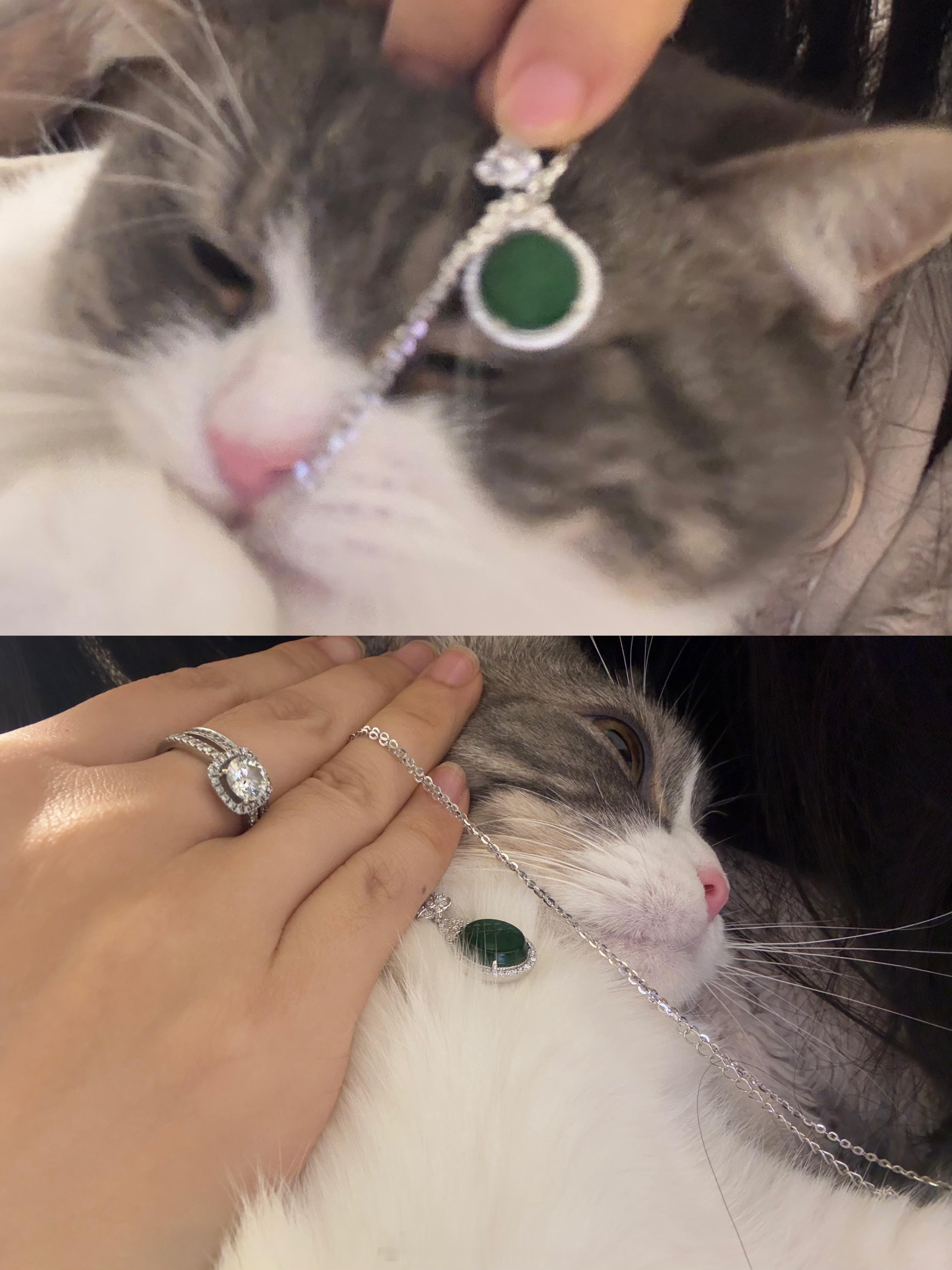 给小猫买了条项链 她好像不喜欢[喵喵] 