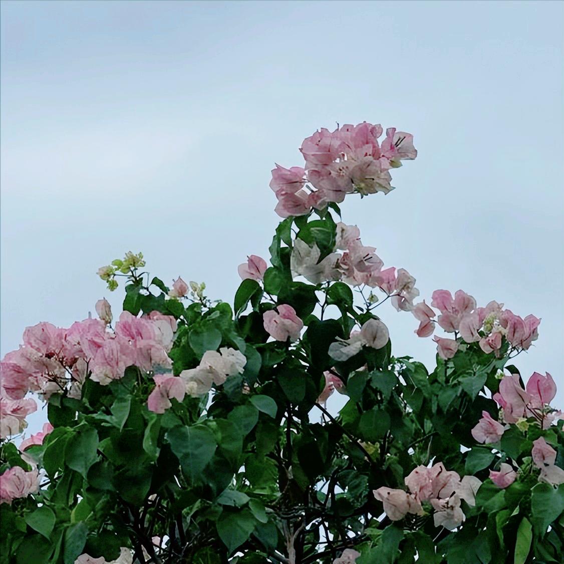 中央生态环保督察第二次通报：北京2区生态修复3个问题
 
12月15日，中央生态