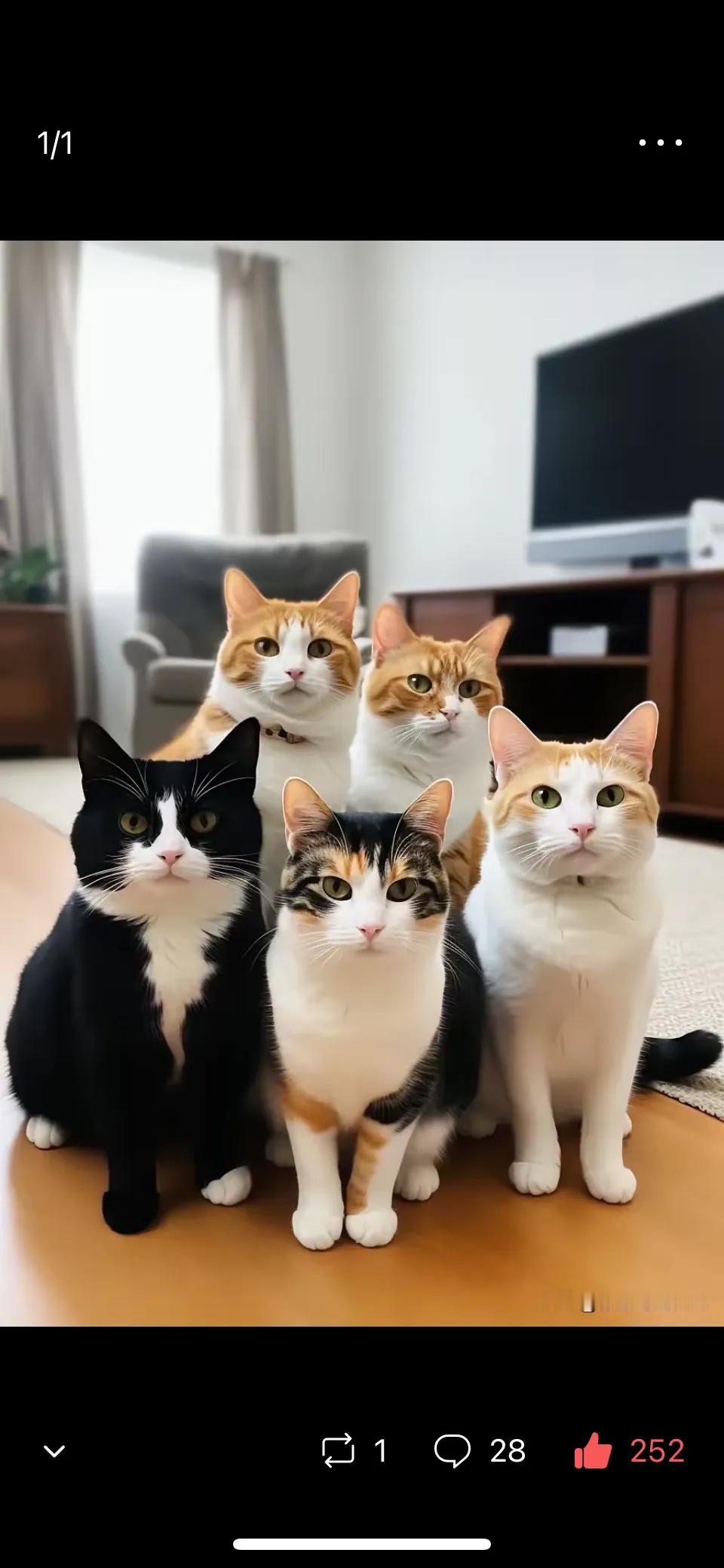 猫咪拍的全家照比人都拍的好👌🏻