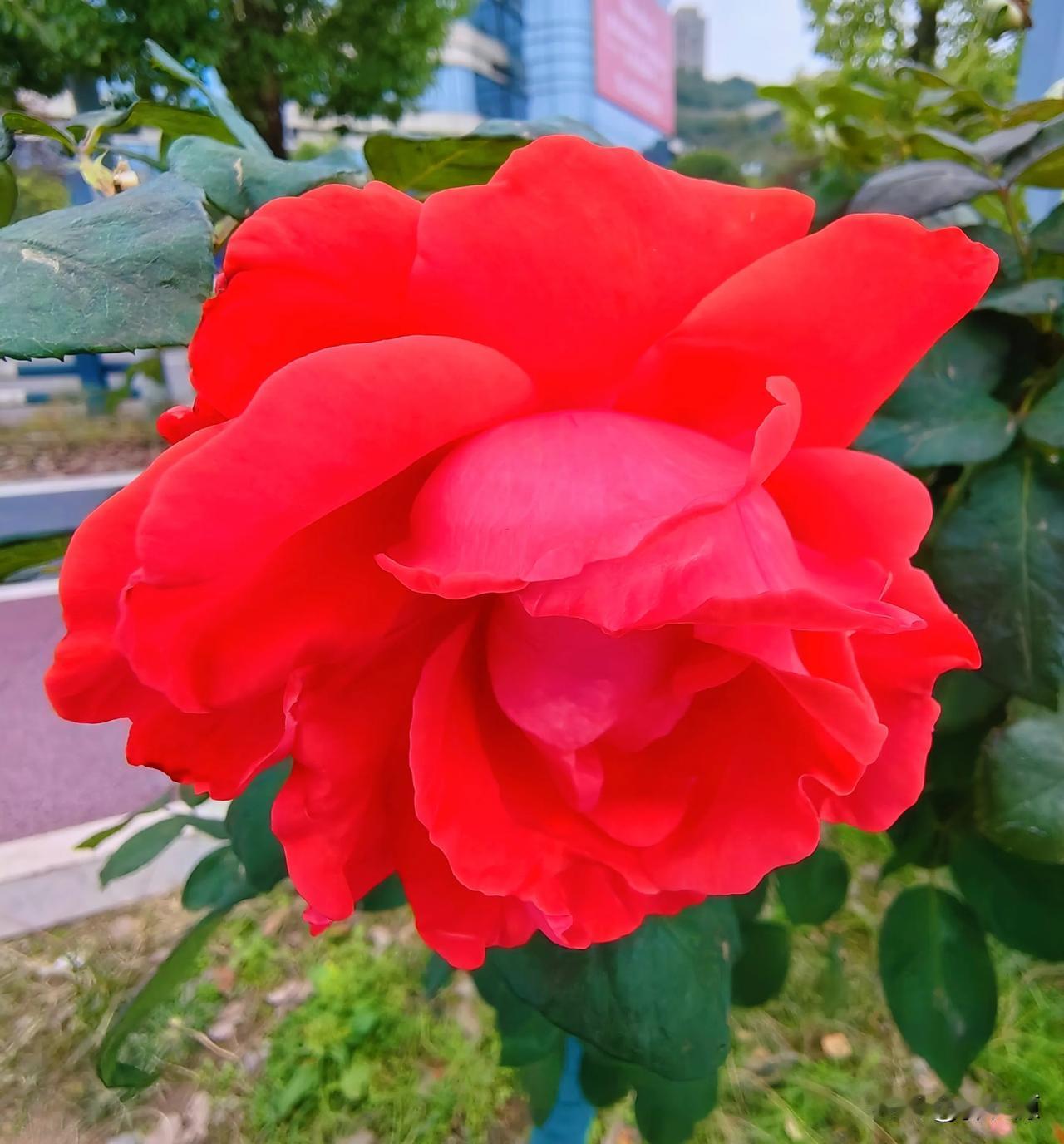 今天小雪，万州区江南新区南浦大道江边，红红的、粉色的月季花竞相开放，卷卷的花辫，