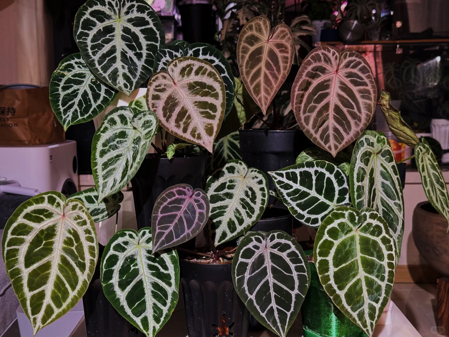 过年回家植物咋办？我却开始焦虑了！