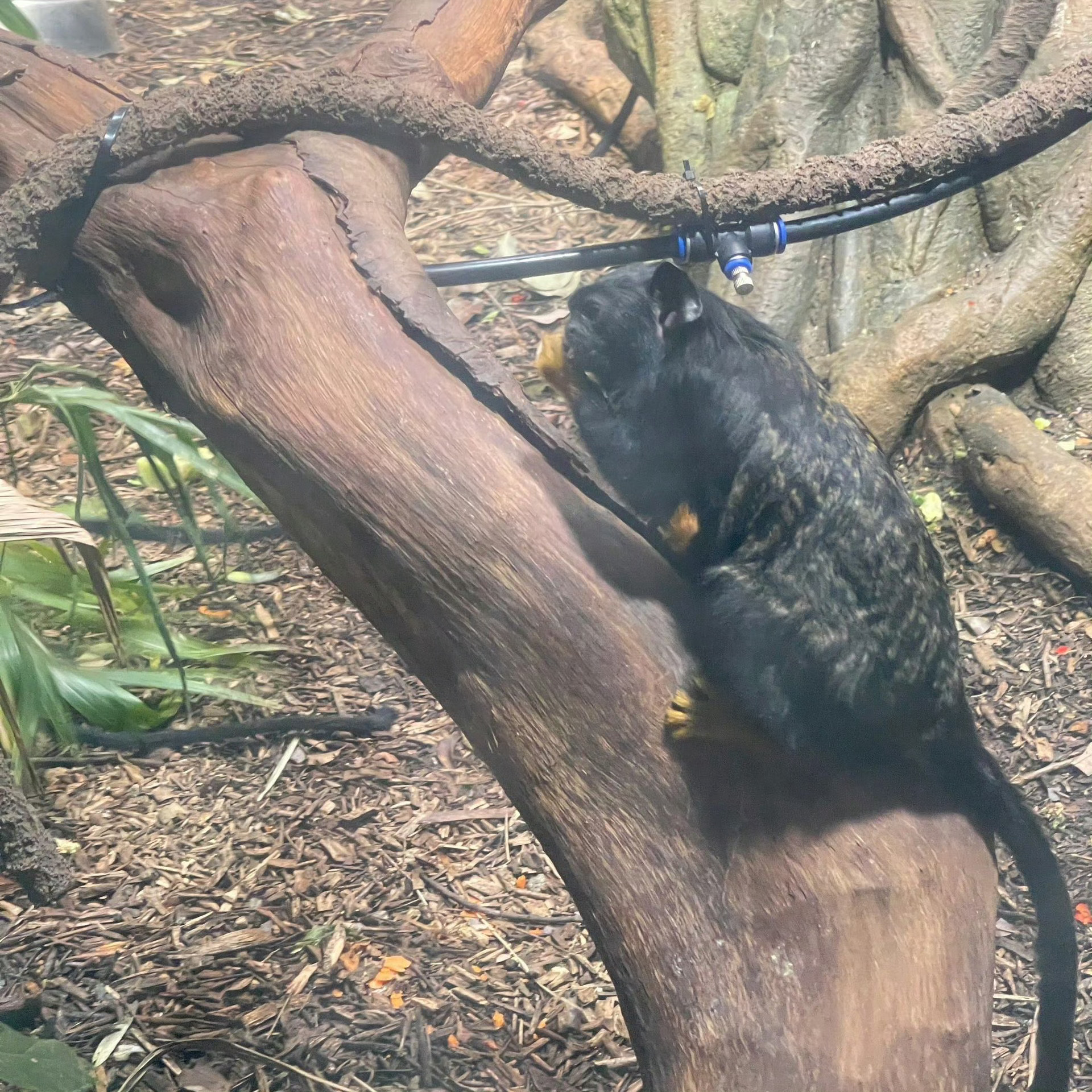 笑死 红山森林动物园怎么这么多丑猴啊！ 