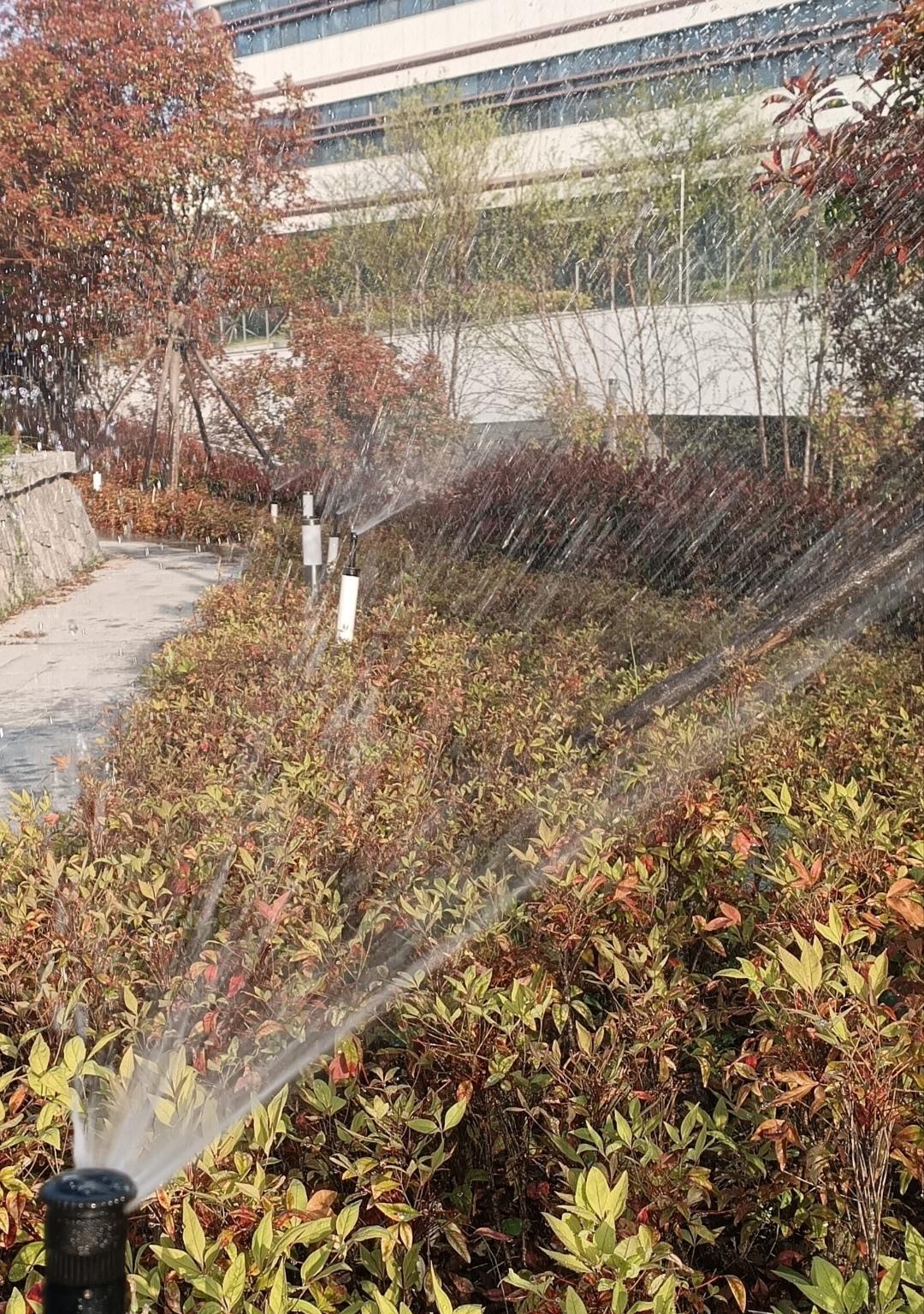 晨光里，水雾下，
每一片翠绿都被滋润得格外动人。
被这片认真浇灌的绿化带，
治愈