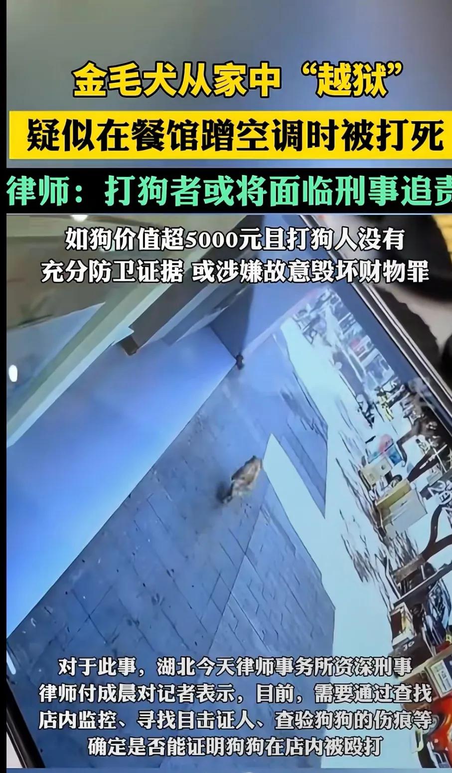 对于律师的说法，不太认可。这么大一条狗蹿到人家店里，多么吓人，不要说影响人家生意