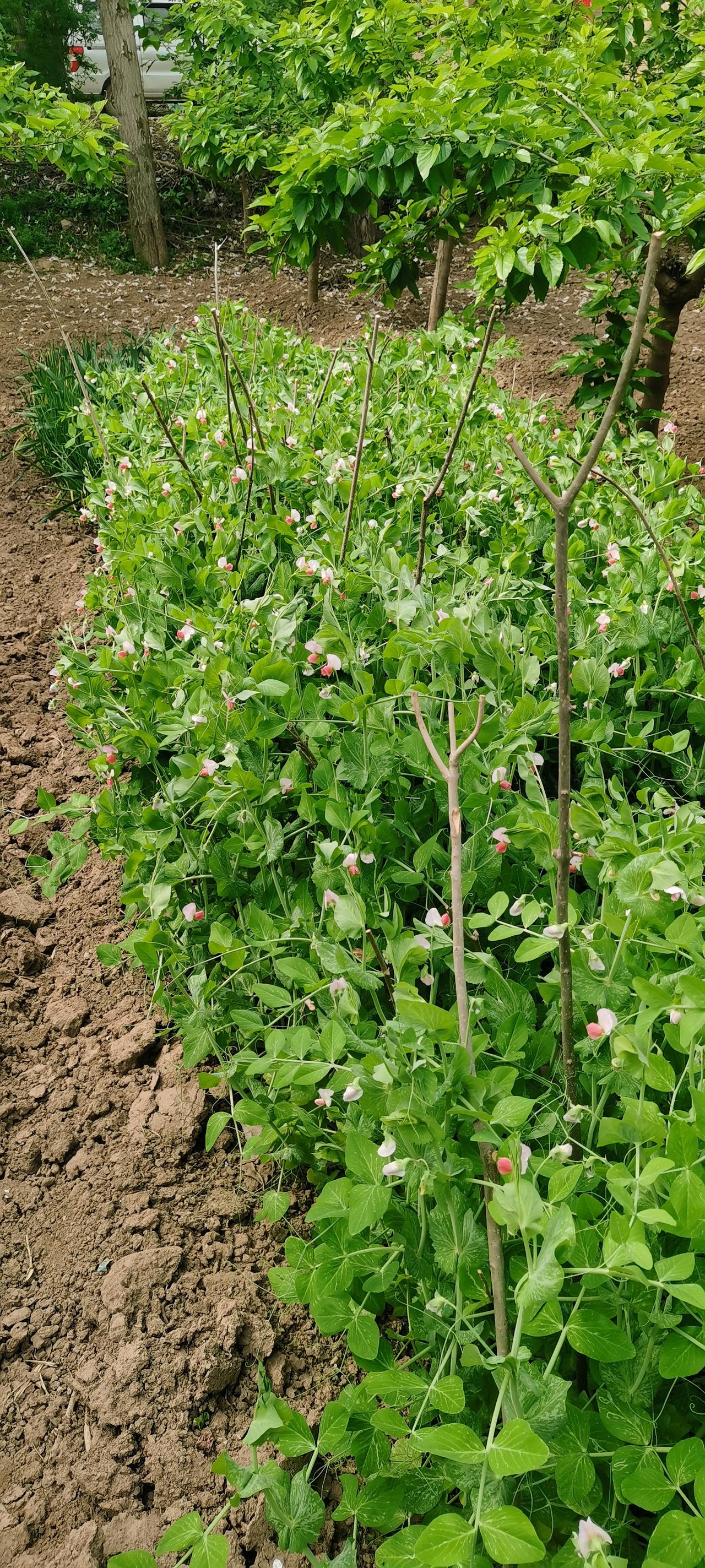 晒图笔记大赛豌豆花