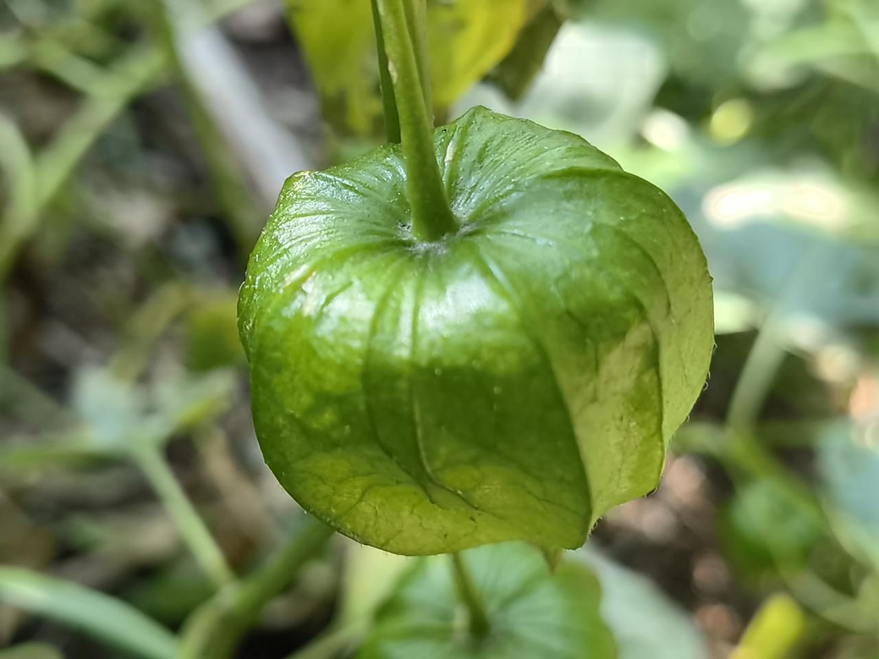 我们东北这边，叫它苦菇娘。
仲夏时节，它结果。鼓鼓的，有点可爱，像活泼的小灯笼。