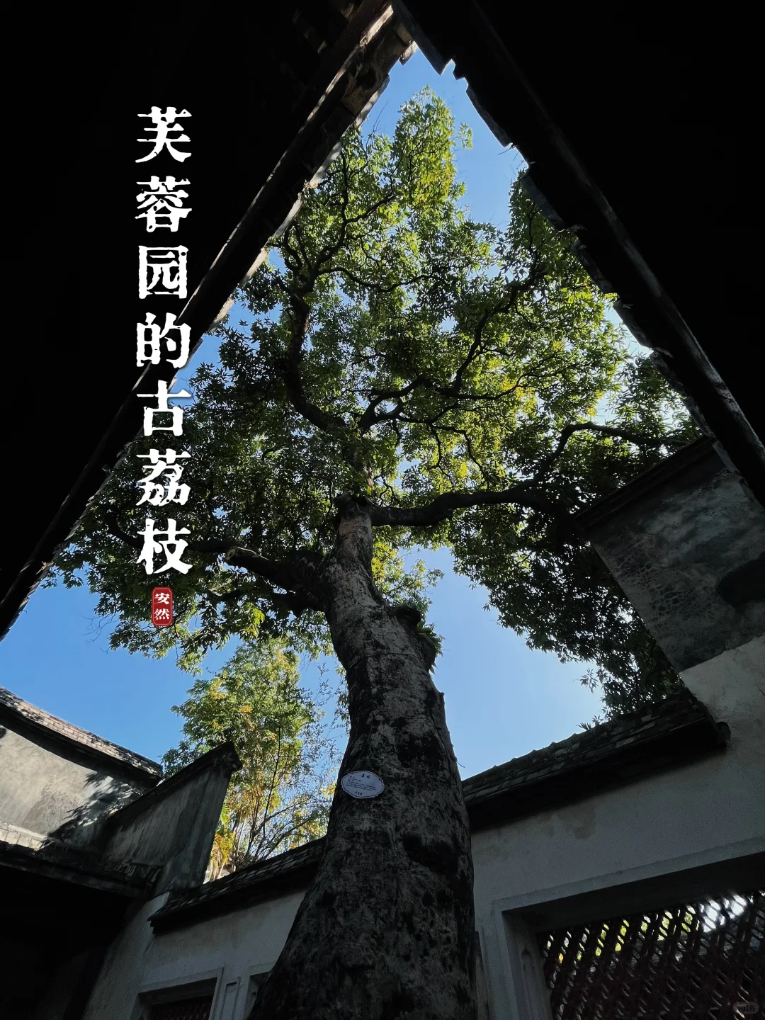 福州古树名木15 ｜ 芙蓉园的古荔枝