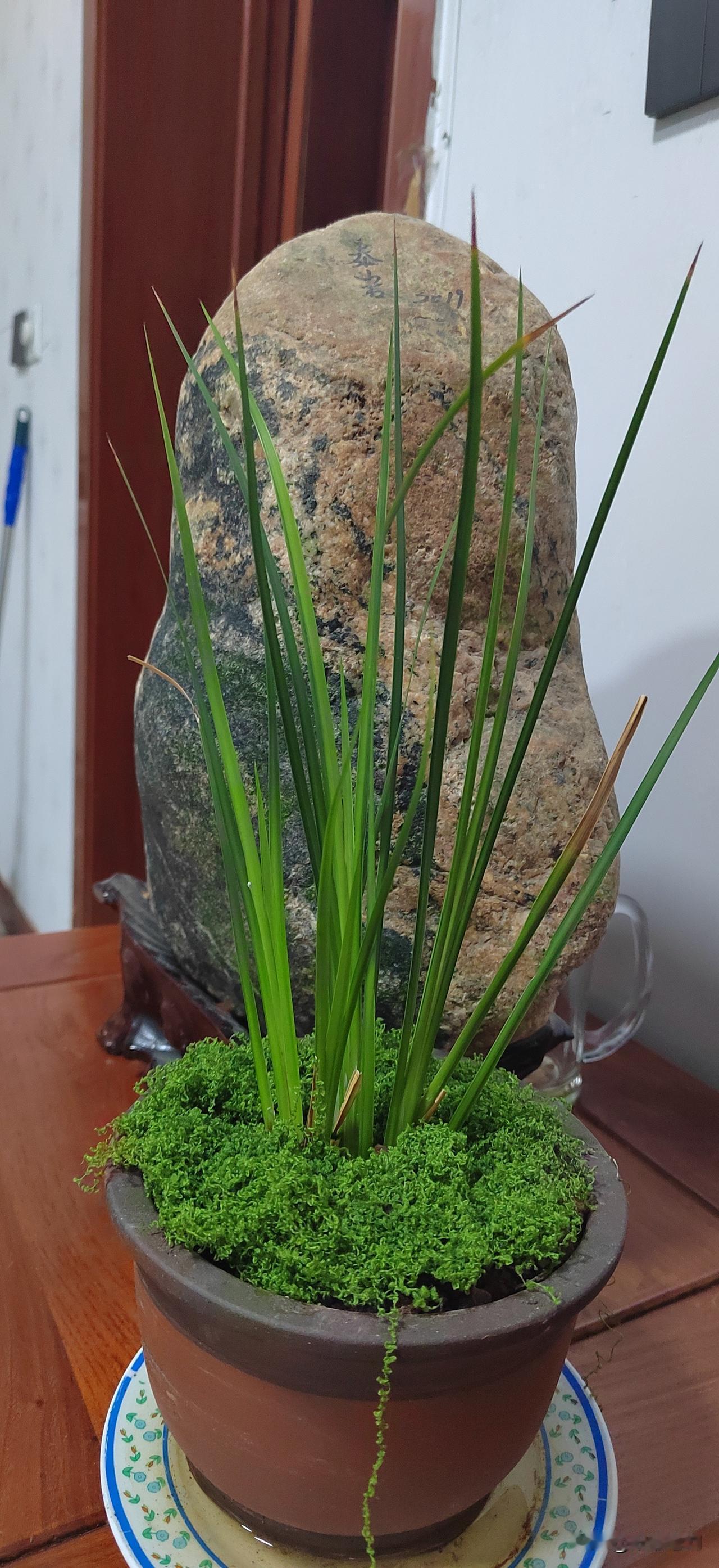东坡草
       孙延东
一翠郁郁东坡草，
千载芊芊野蔓茂。
极简内求传神韵