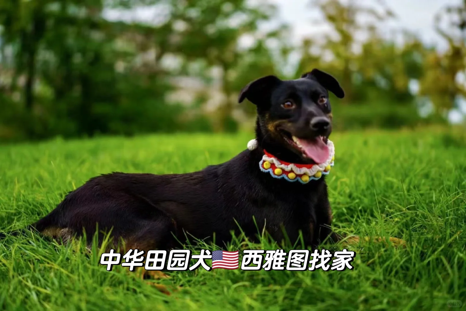 坐标西雅图，有没有喜欢田园犬的家长🥺