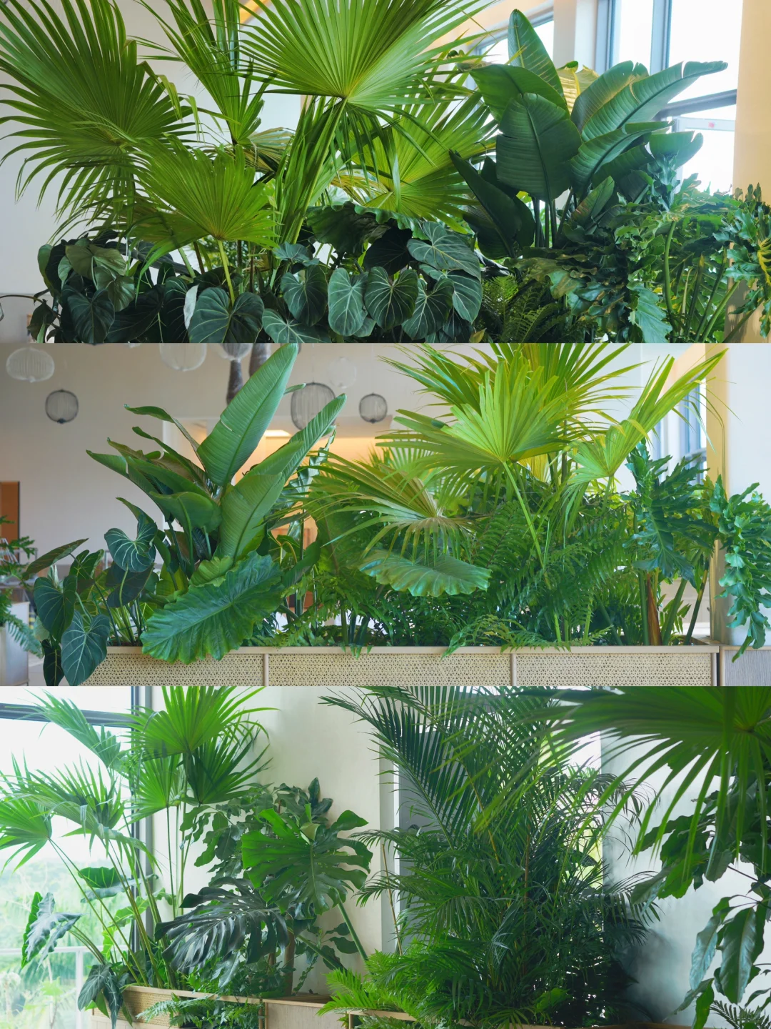 东植·阿那亚 | 热带森系🌴多种植物花箱设计