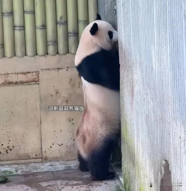苗苗奶爸是懂良月小心思的👍，良月站在员工通道门口左右摇摆，一定是有需求，奶爸秒