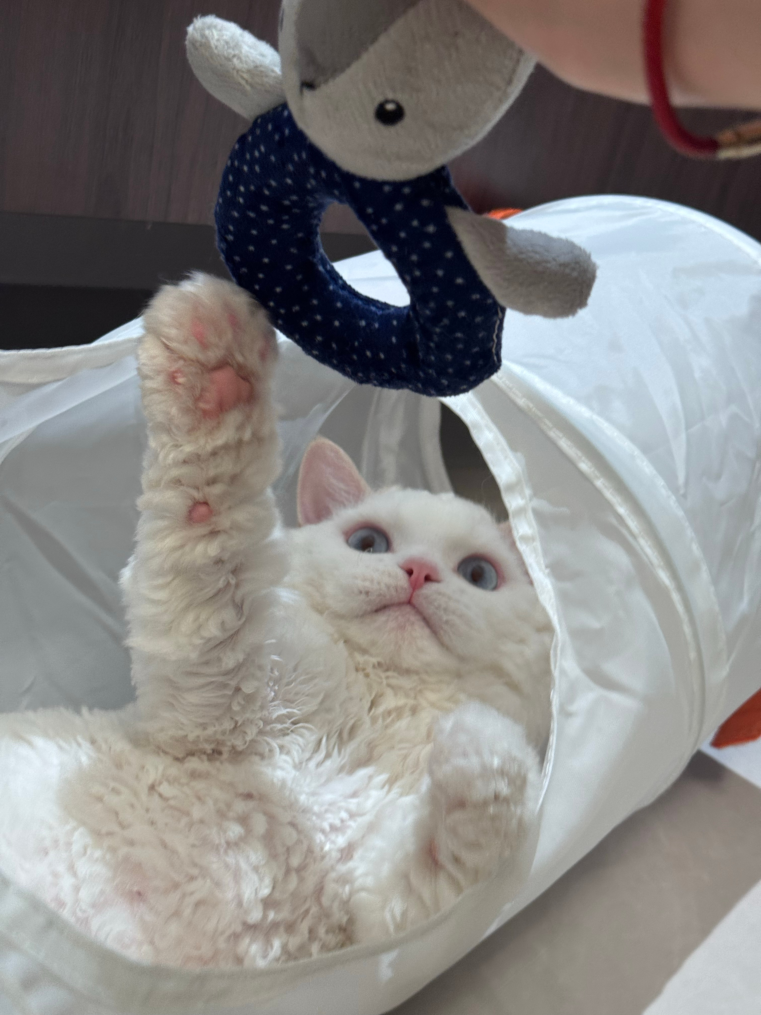 小咪你咋这么萌 