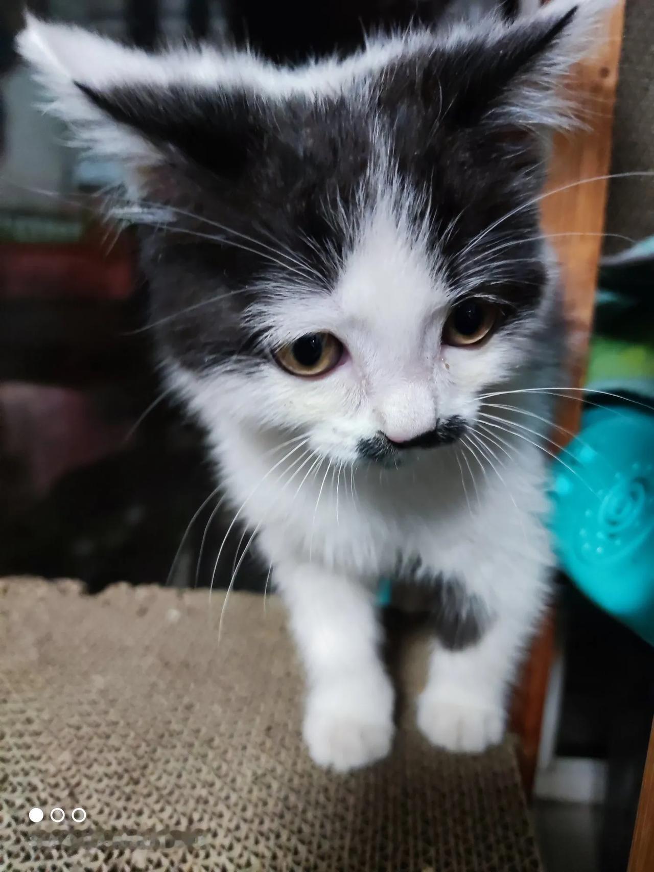 这只猫崽成为我家毛孩子里的一员了！前段时间发圈找领养，有一个朋友要收养它，后来不