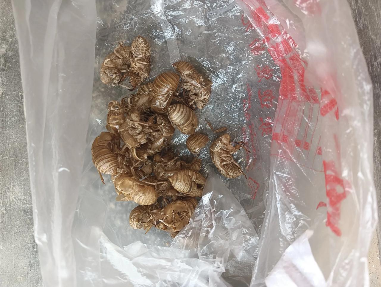 这是今天的收获，十几个蝉蜕！

  今天下午，闷热的天终于有了一丝凉风。我去小菜