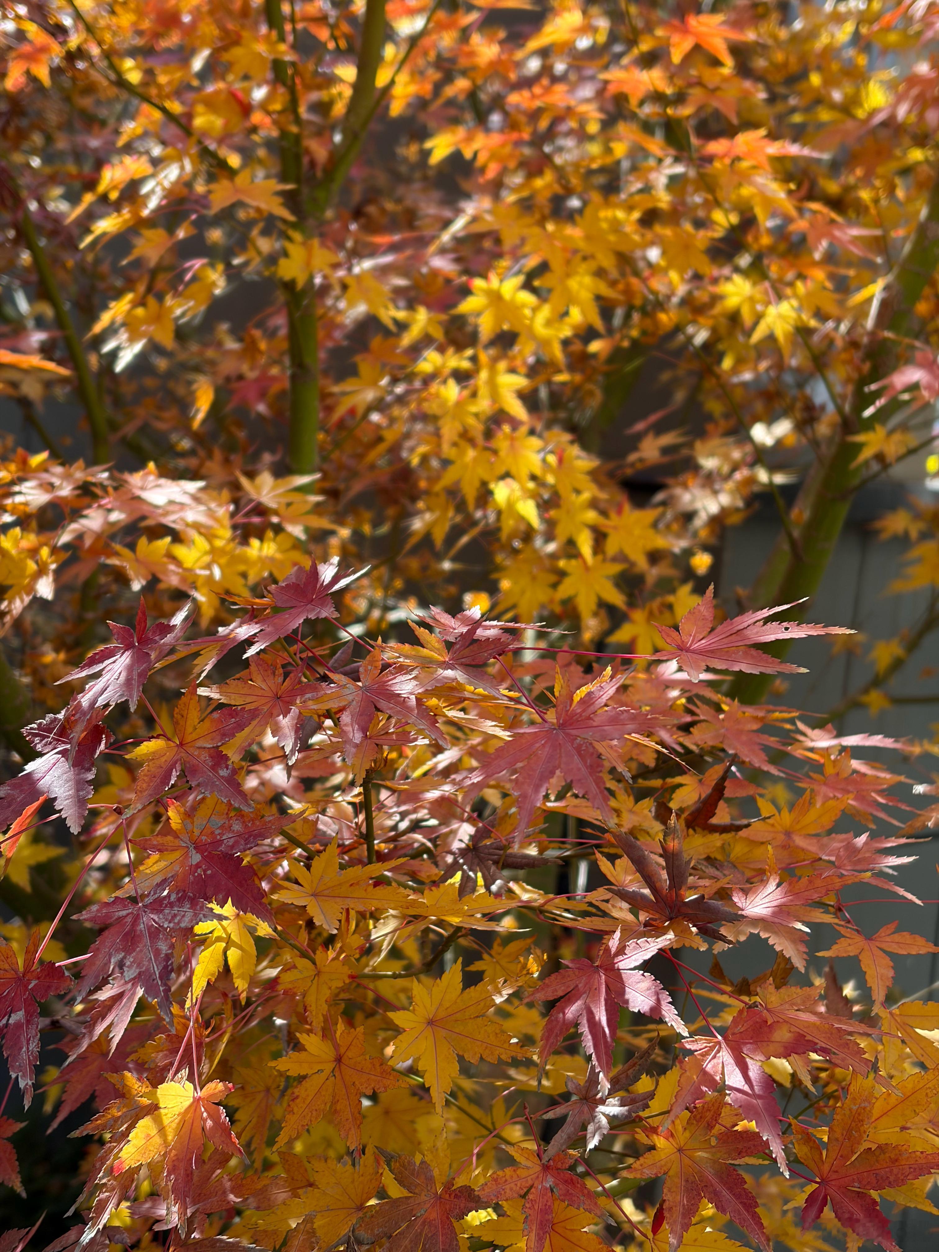 小区里的枫叶 阳光下很漂亮 槭树也红透了 但是叶子稀稀拉拉的 