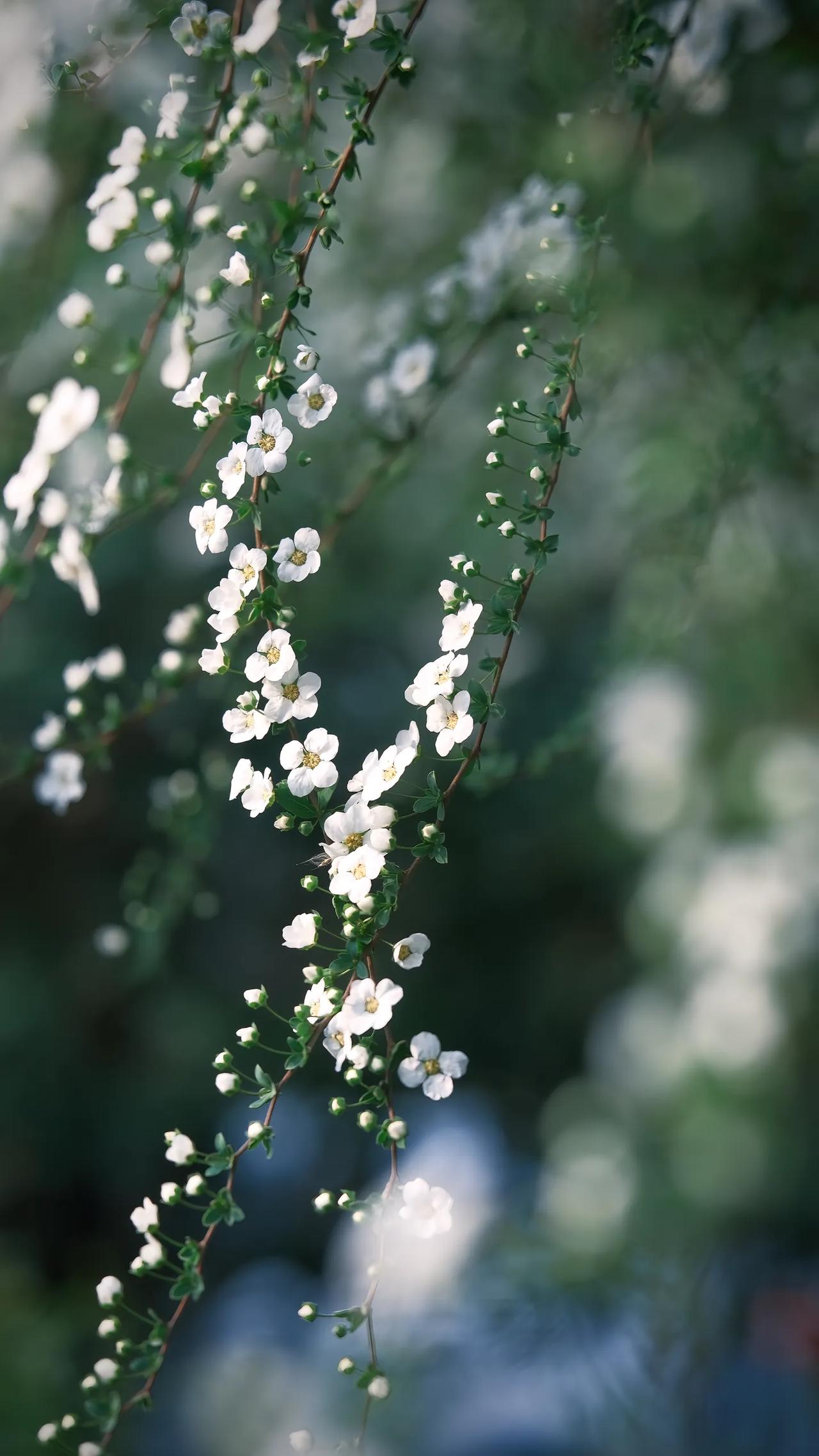 今天有家长和我聊起国企和央企的问题。实际上，区分国企和央企十分容易。央企如同国家