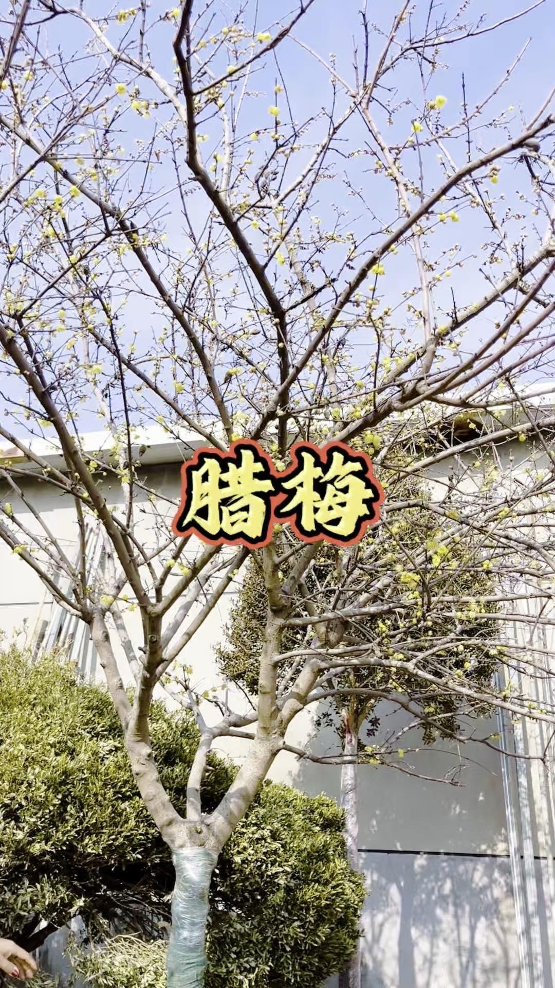 🌿冬天最治愈的莫过于闻到腊梅香，现在正是满树繁花的好时候。
1️⃣素心腊梅品种