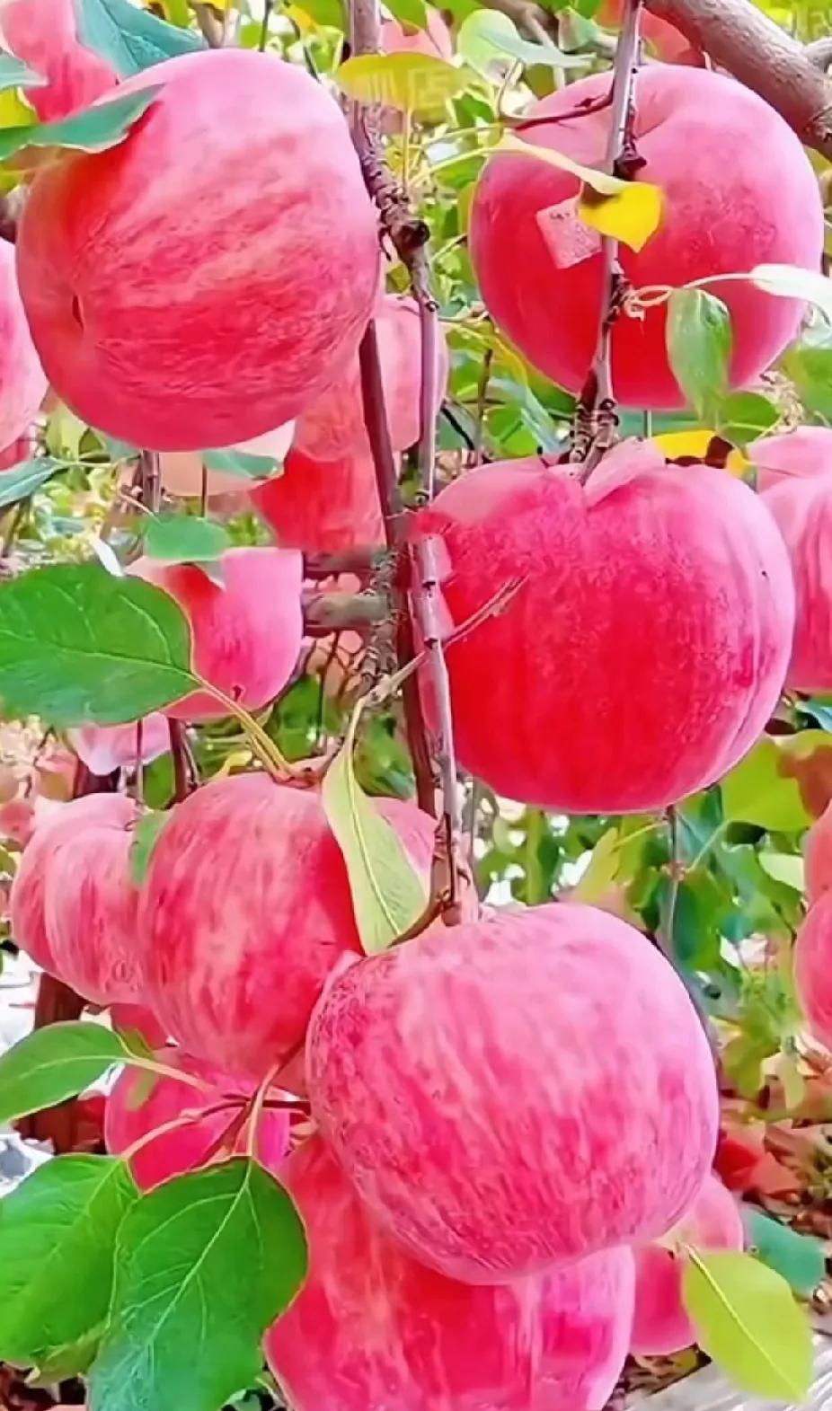 去年苹果价格高，好多果农还不卖，积极放到冷库里，想在春节期间价格更高，今年价格比