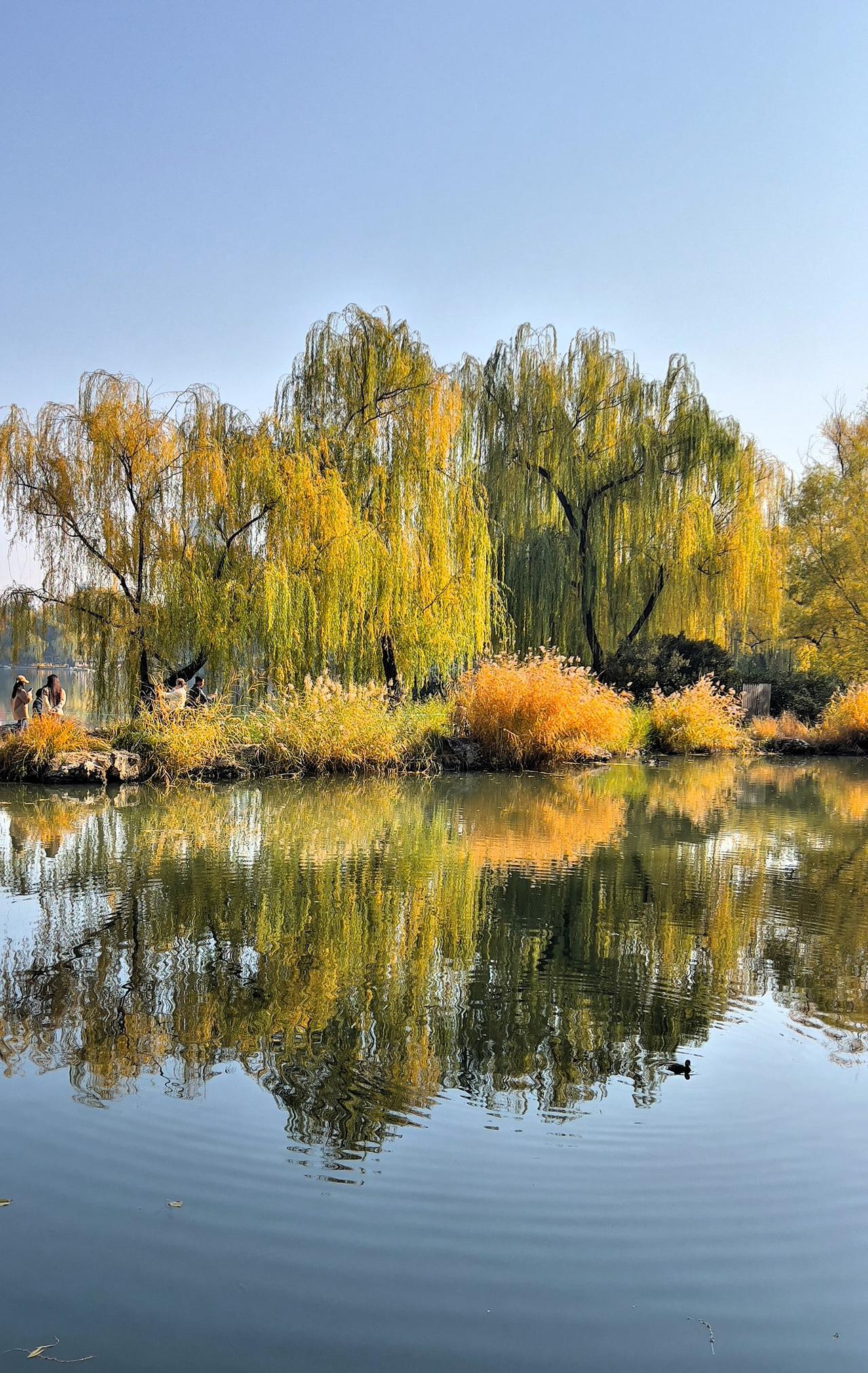 【原创】金黄垂柳，秋草依依，倒影湖中，静谧悠然，风光旖旎。
湖光潋滟映秋色，树影
