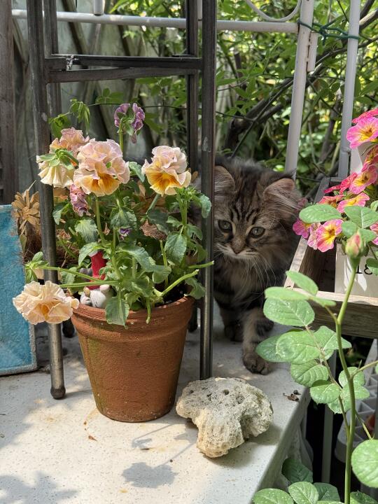 猫和花，你更喜欢哪个？