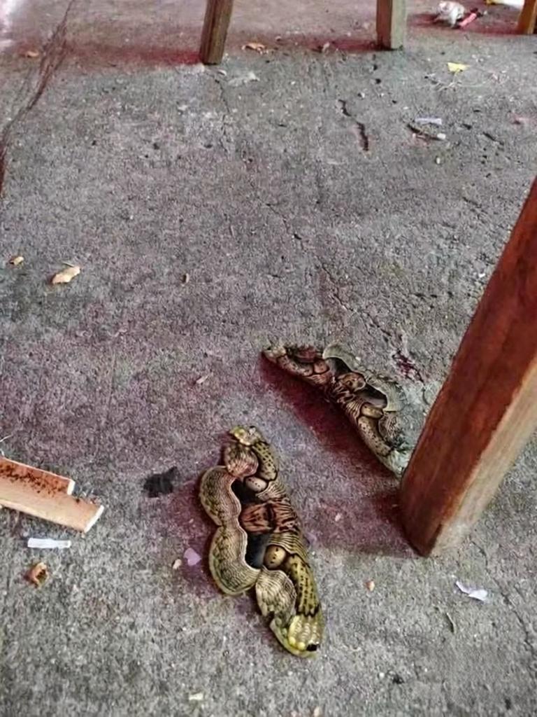 这是什么蝴蝶🦋