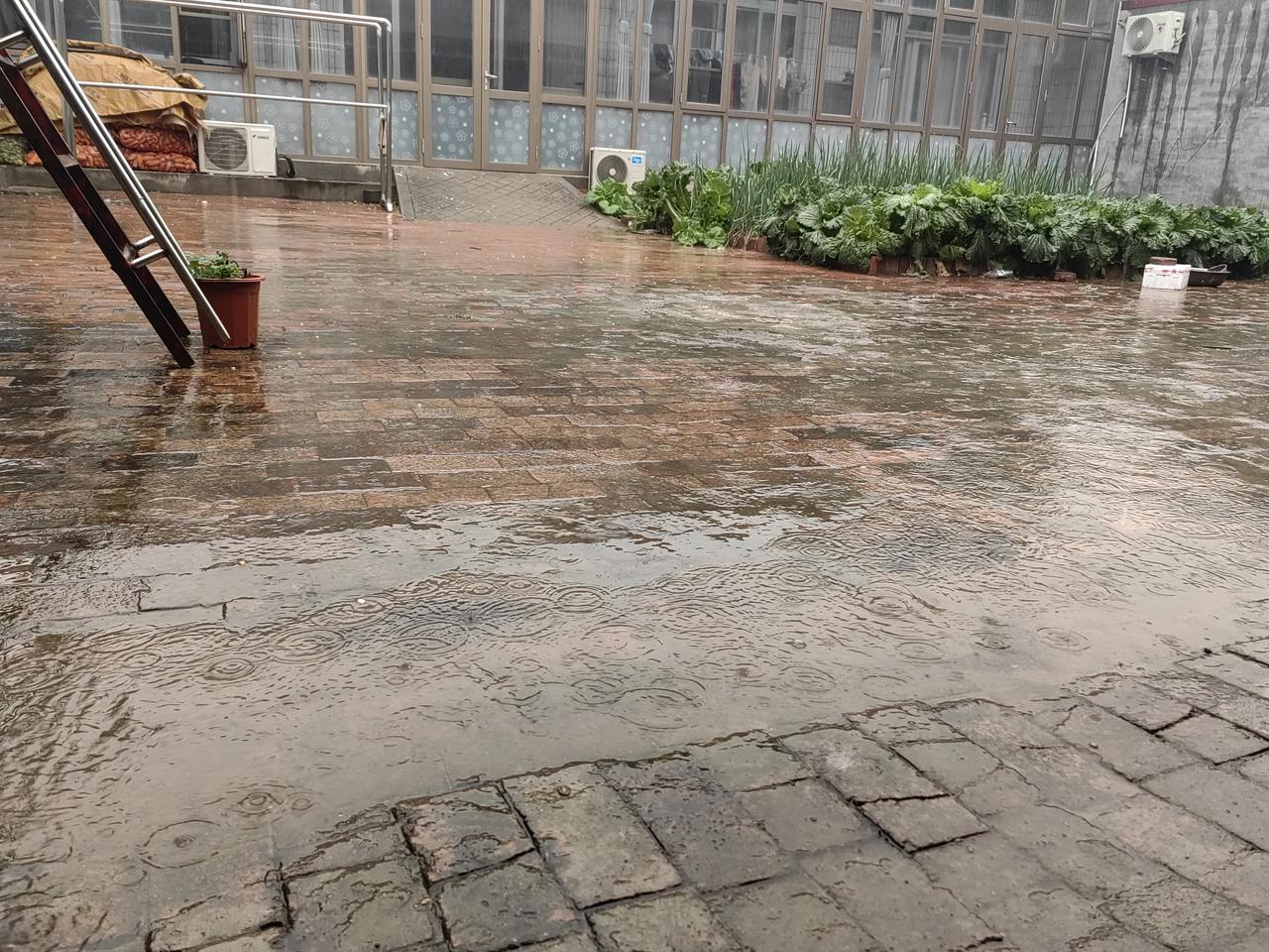 今天早晨，我们河间从早晨就开始下雨，小雨不大，下了差不多一天。
现在正是种冬小麦