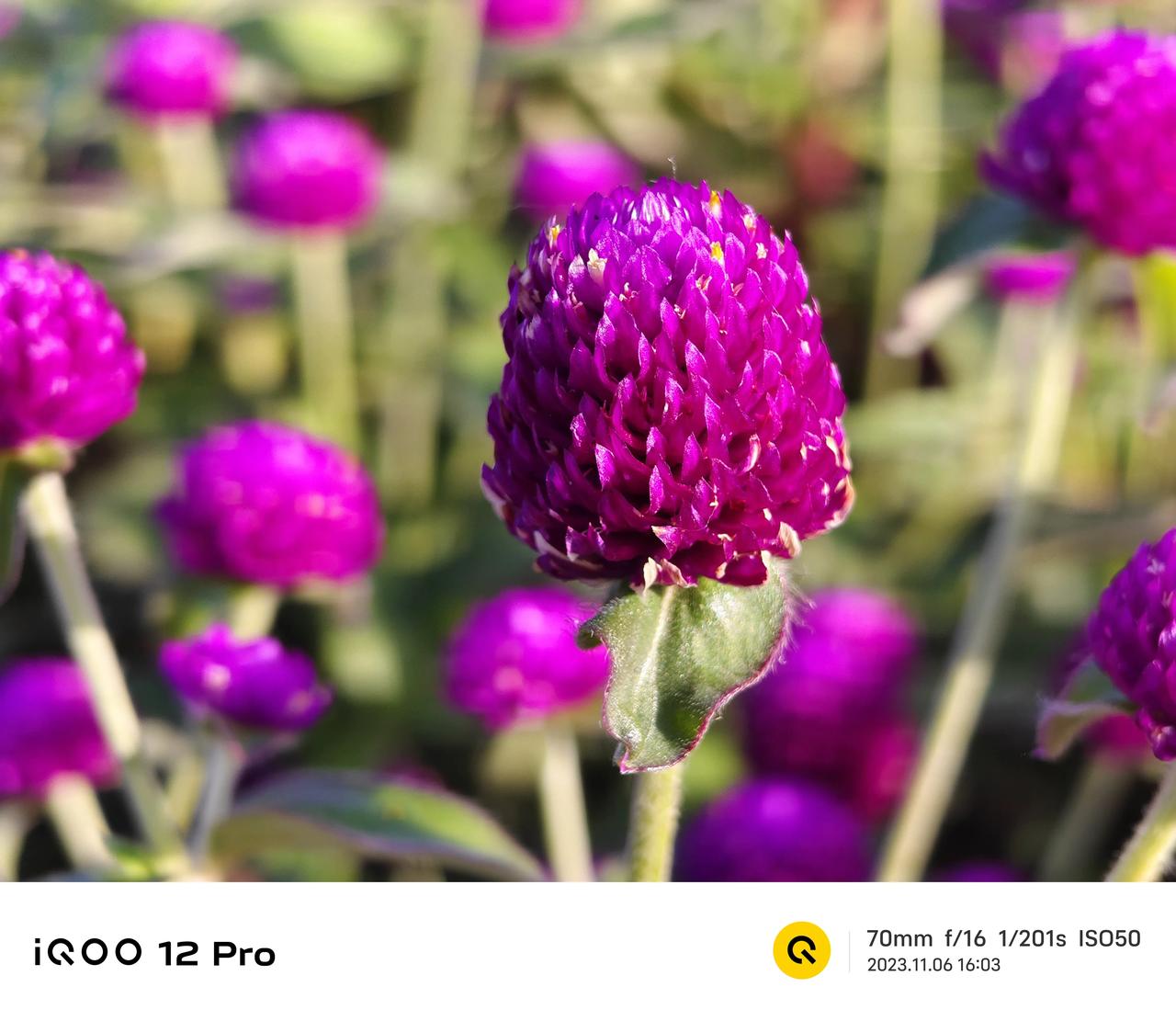 iQOO 12 Pro长焦微距，这个影像能力，还能自定义虚化，十分满分你打几分？