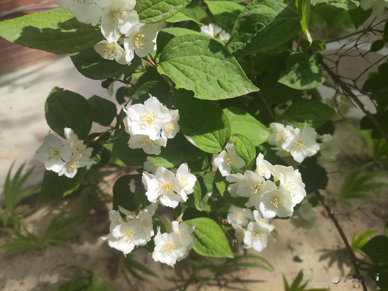 它不像别的花那样争奇斗艳，只是安安静静地在枝头舒展。五片素白的花瓣薄如蝉翼，裹着