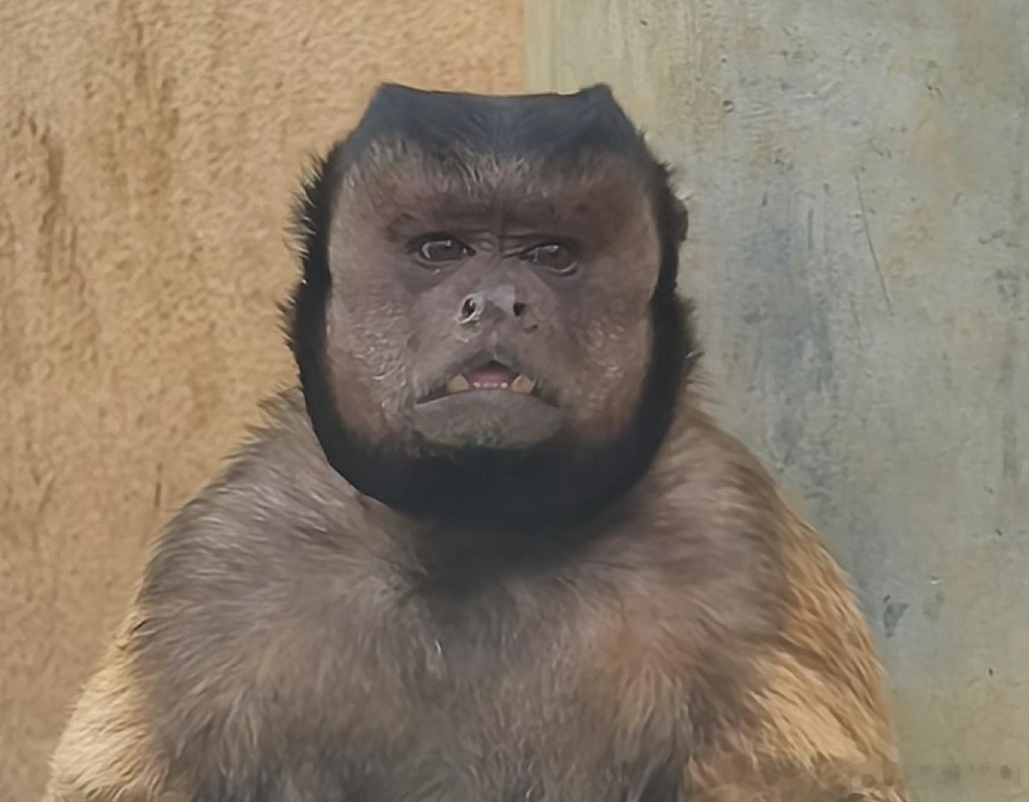 最近这猴因长得像某位政客而走红。 ​​​