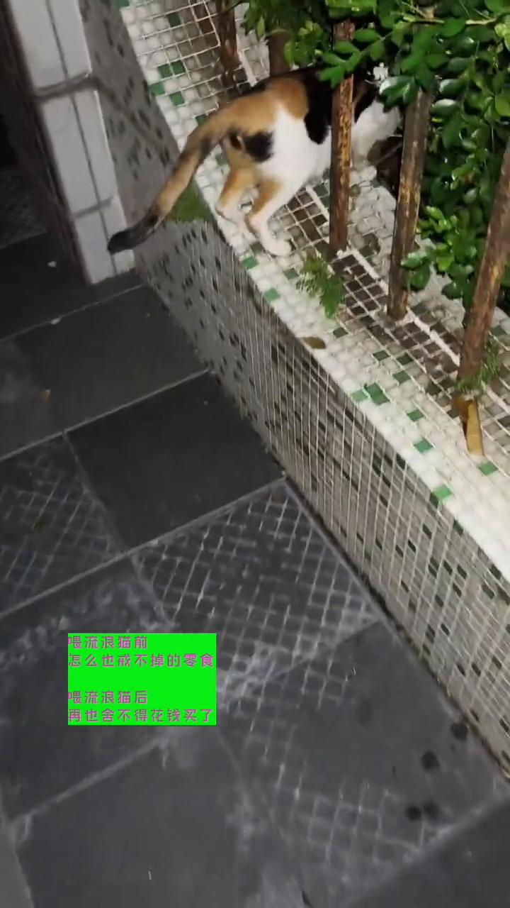 喂流浪猫能收获健康的生活方式吗？
喂流浪猫让我收获了健康的生活方式，您信吗？
·