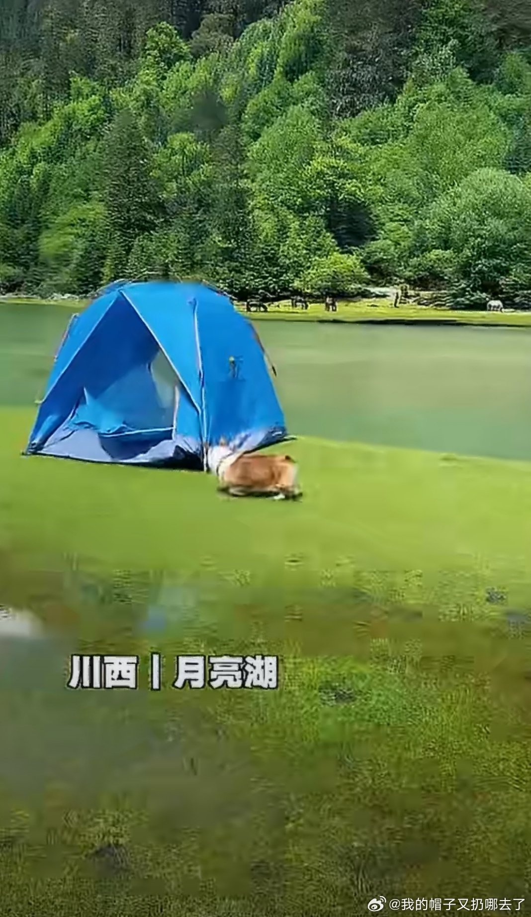 小狗去玩过的地方比我还多计划了好几年的西北自驾还没启程，柯基已经走完川西、新疆、