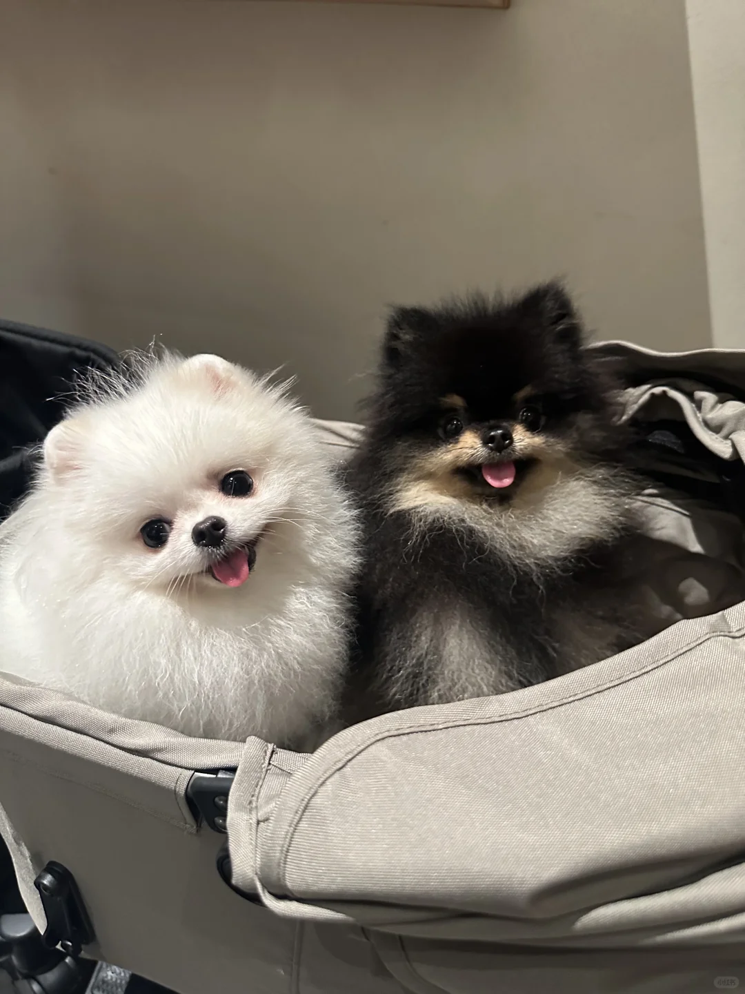 抱黑的还是白的啊？？在线等