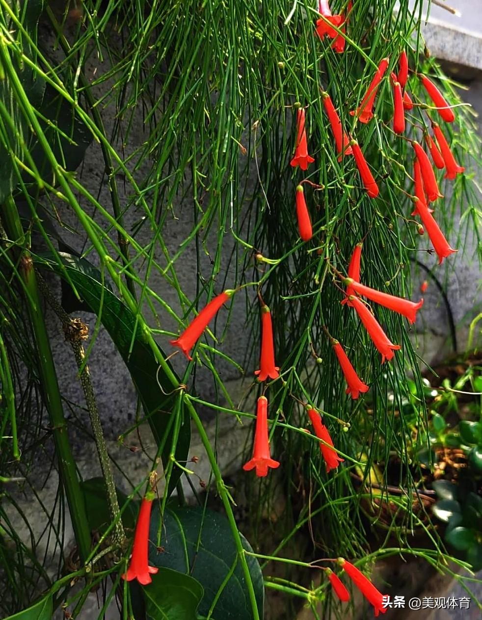 夹缝中生存的爆仗竹