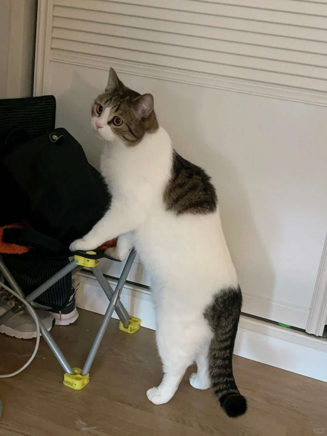 您好，这是我的猫税，希望您们喜欢。