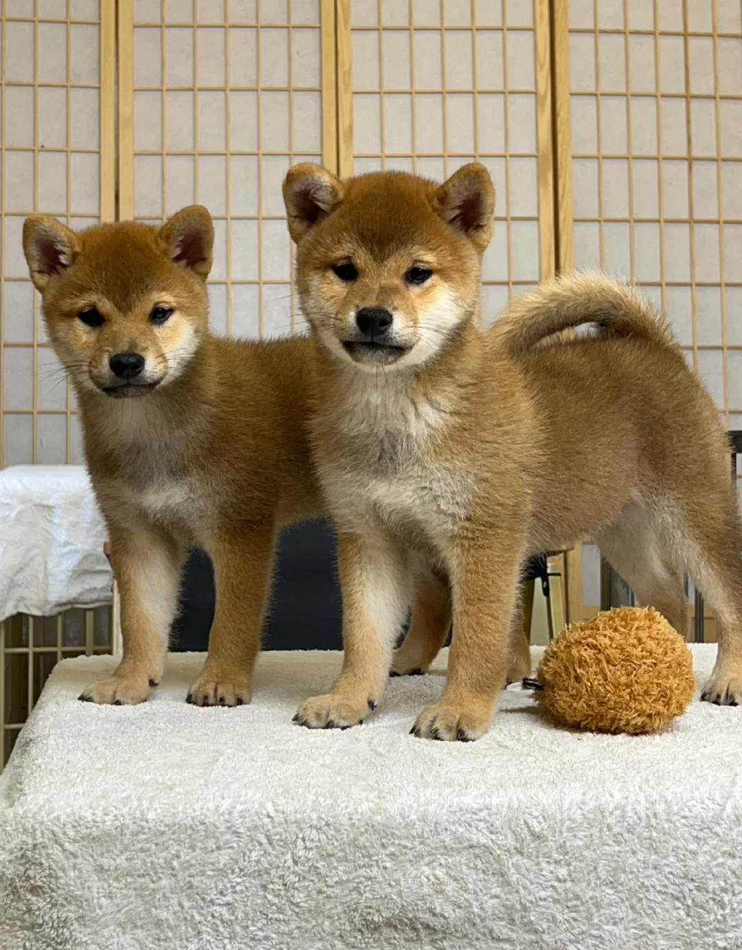 柴犬 | 赤色标柴