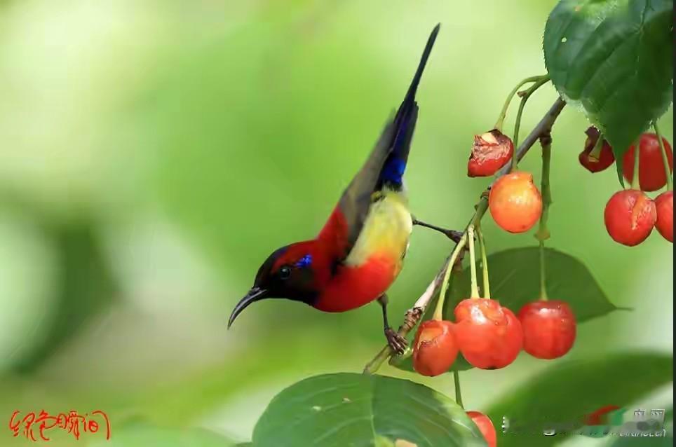 见过！肯定见过！
🍒🍒🍒🍒🍒🍒🍒🍒🍒

樱桃是初夏的应季水果。