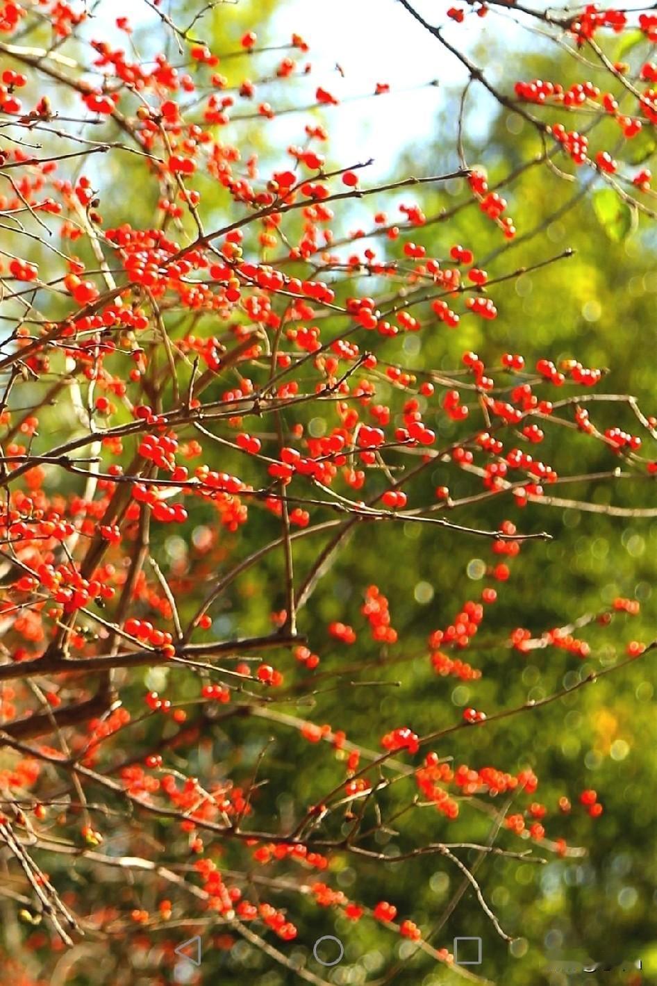 唯美初冬
    寒风轻拂而过，和煦的阳光如春日一般，秋天化为了故事，初冬成了风