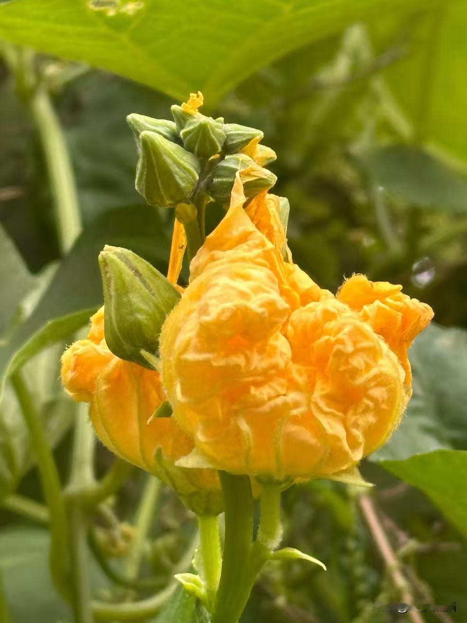日照花初绽，夏末忽地明。
藤垂青果坠，云起远山横。
成都老年人协会摄影专委会
图