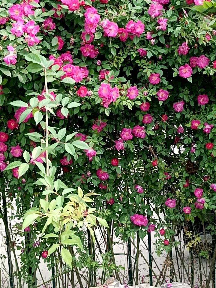 发一张你相册最近拍的花这是什么花