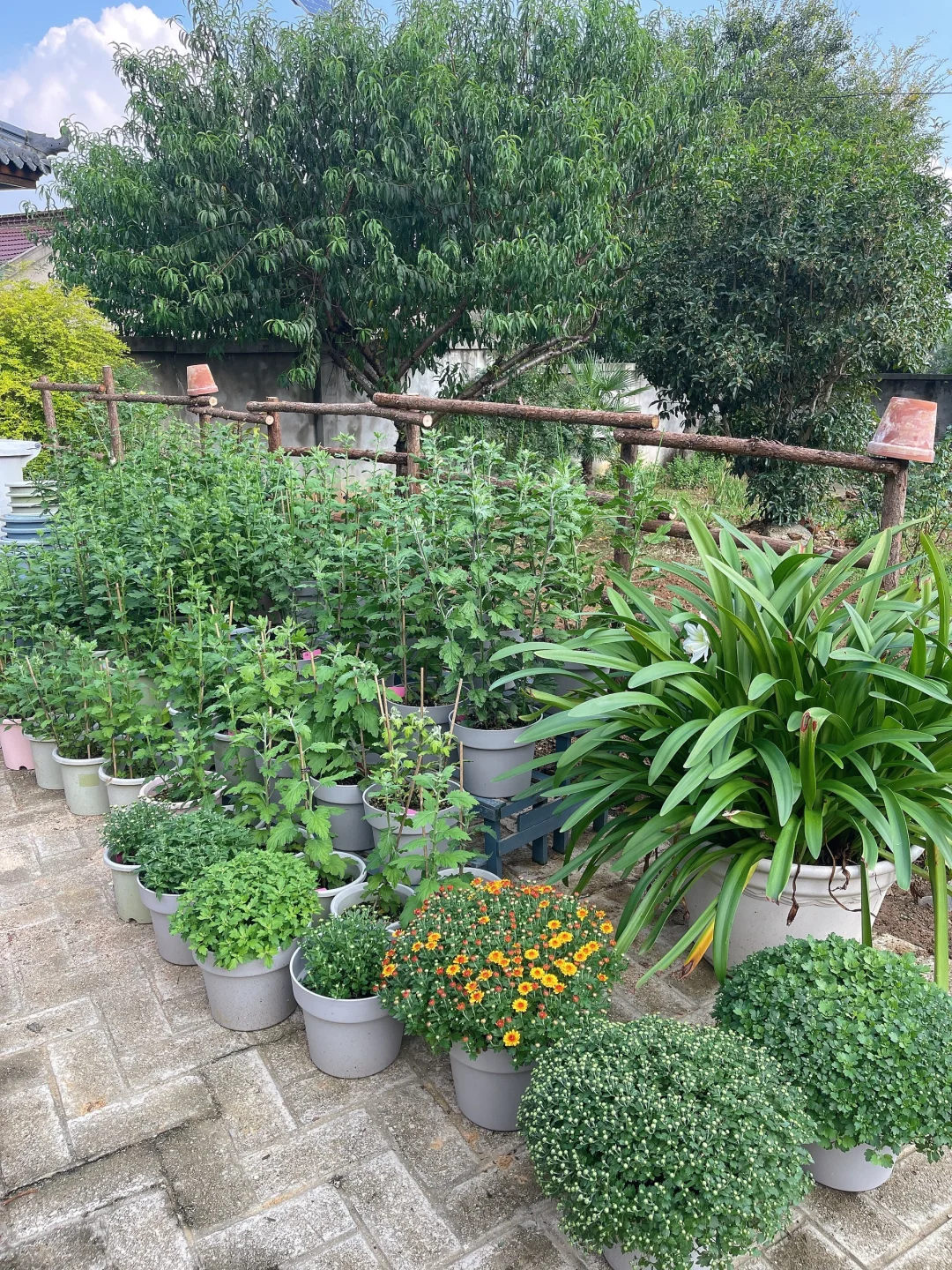 看看你们的菊花