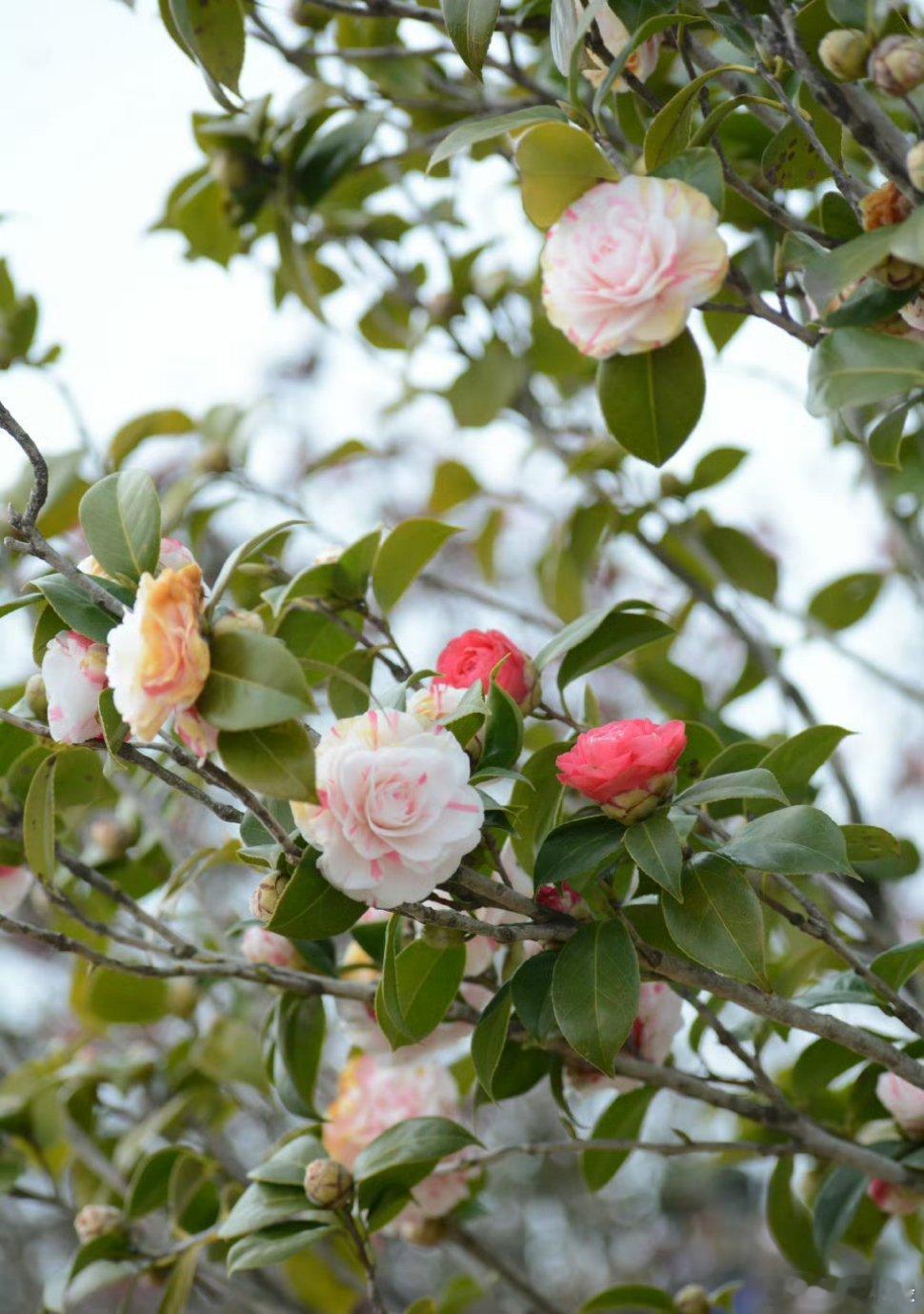 “慢慢来”的意思是我知道我应该改变，但我现在还不想立刻改变。所以说“慢慢来”假装