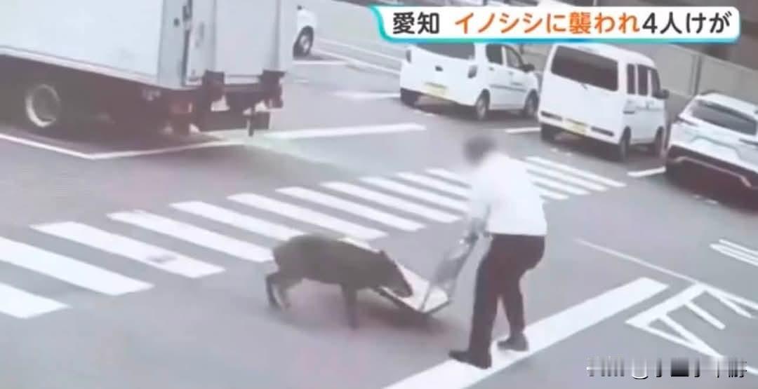 日本爱知县丰田市发生野猪冲撞伤人事件，一共造成四名男子受伤。据日本警方与消防部门